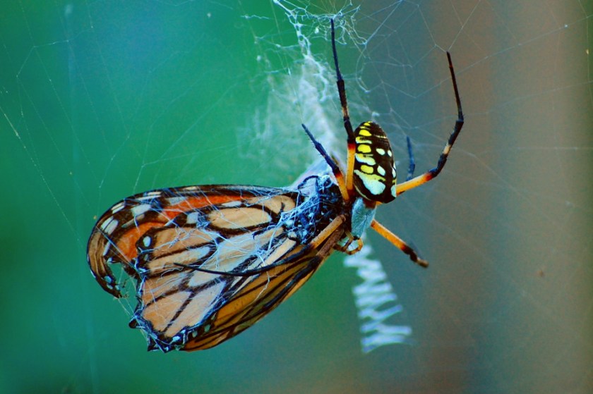 Spider Eating a Monarch Butterfly