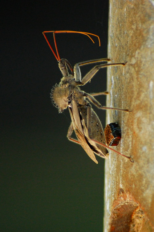 Wheel Bug withEggs