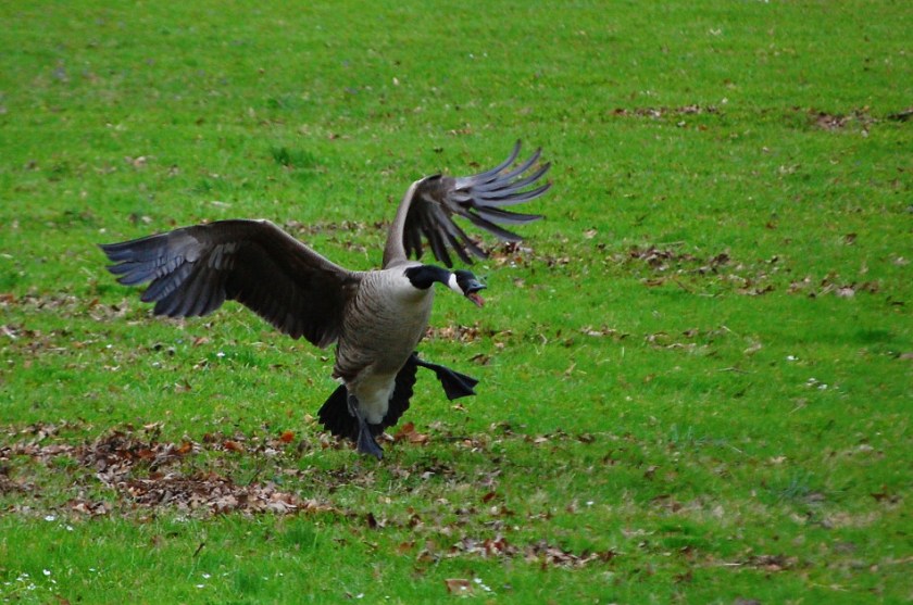Canada Goose Attack Mode