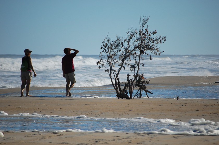 Assateague Shell Tree