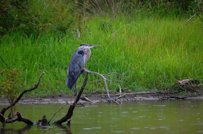 Great Blue Heron