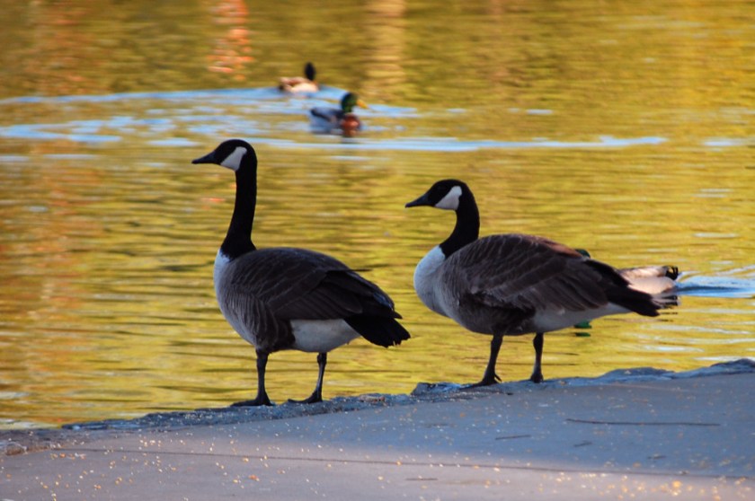 Canada Geese