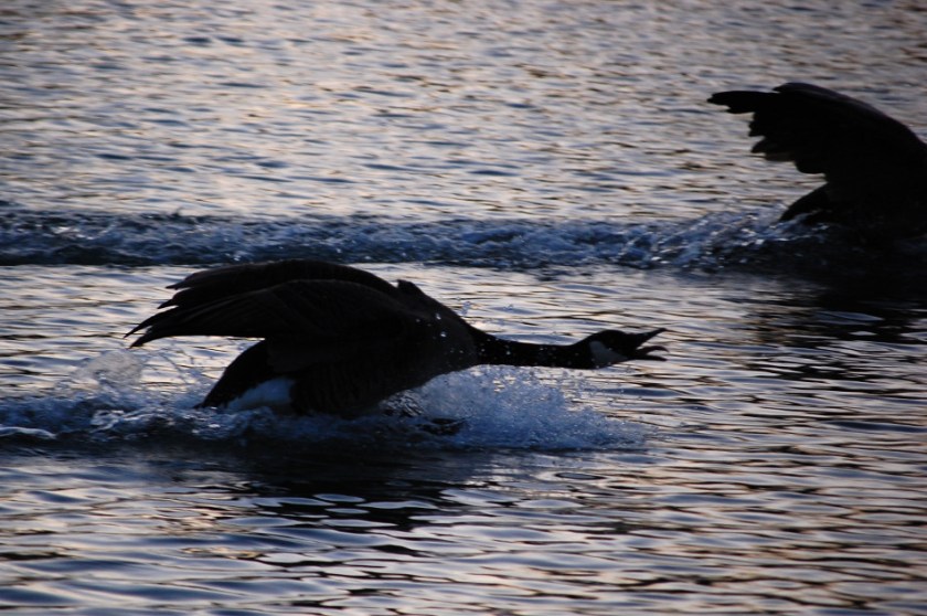 Canada Goose Landing