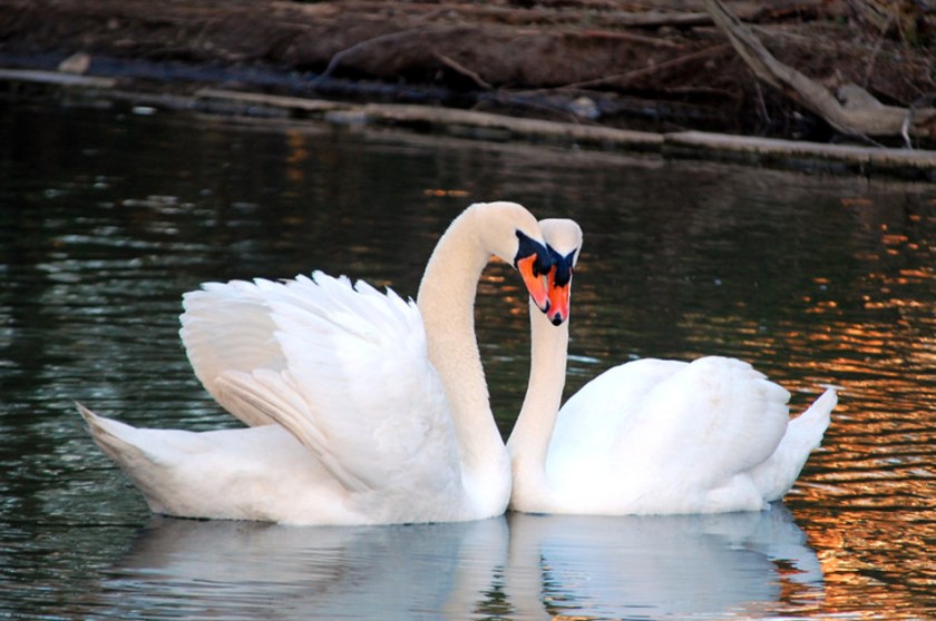 Swans 2