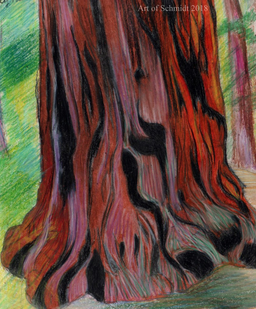 Sketchbook, Redwood, edited