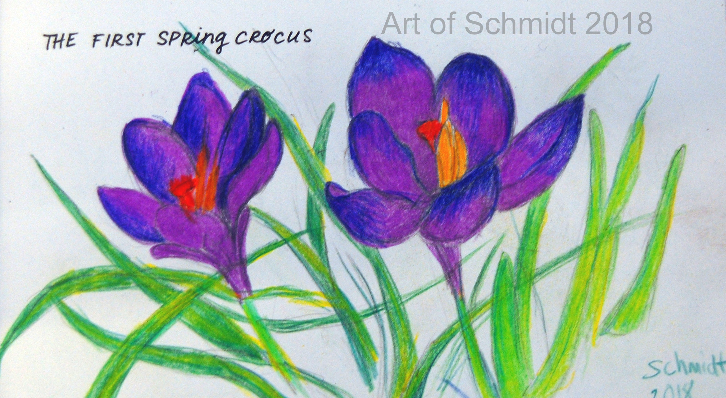 first spring crocus, flat