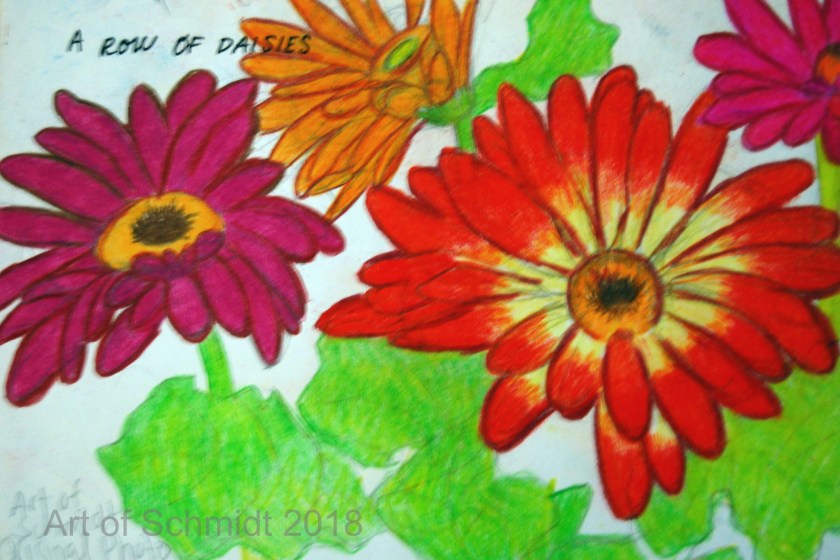 Gerbera daisies, flat