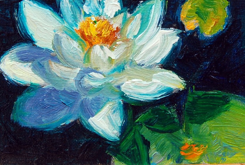 white water lily, mini, flat