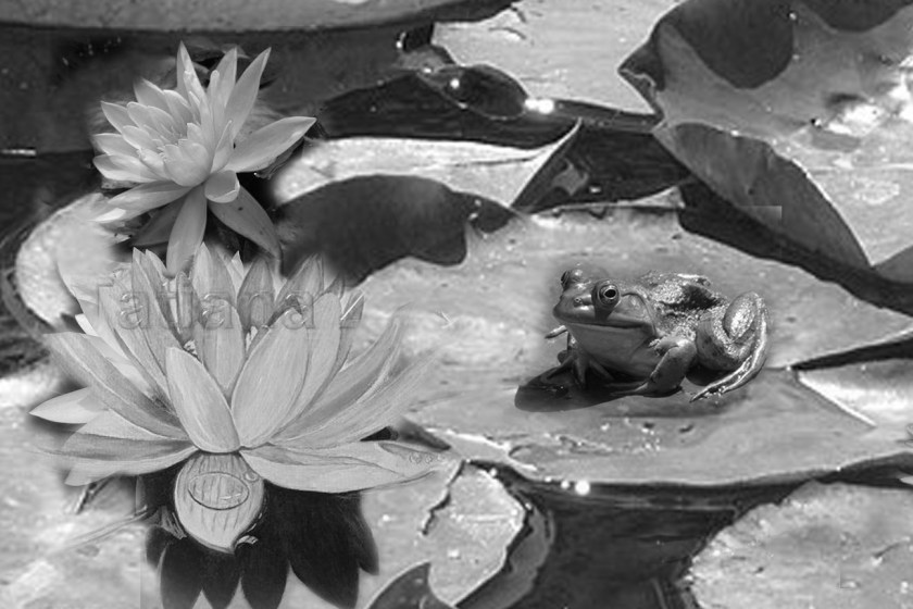 Water Liliy redux, final